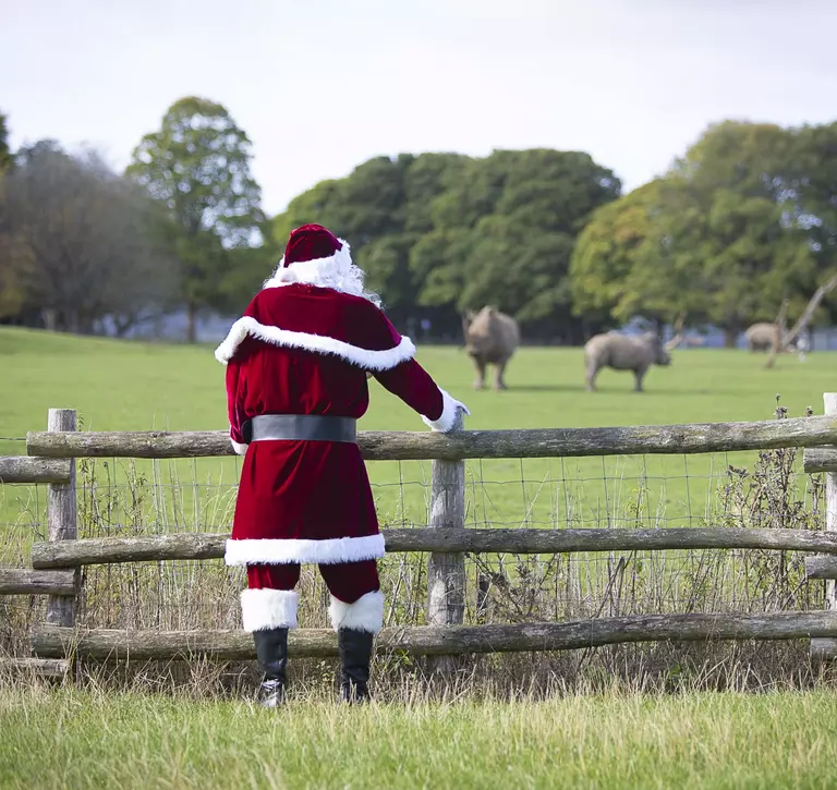Santa stands behind a wooden fence, looking across a field towards some rhinos