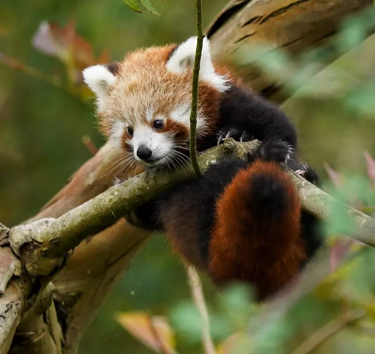 A red panda cub climbing on a branch of a tree