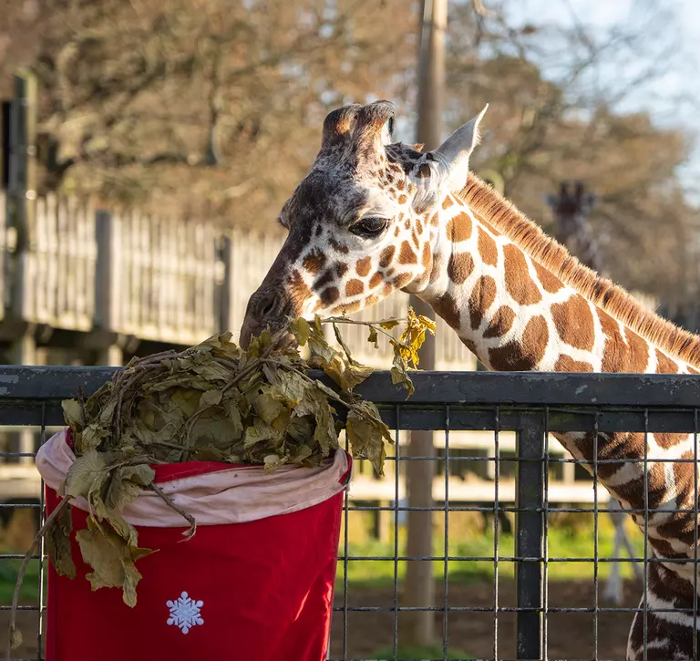A giraffe calf eating browse from a Christmas stocking