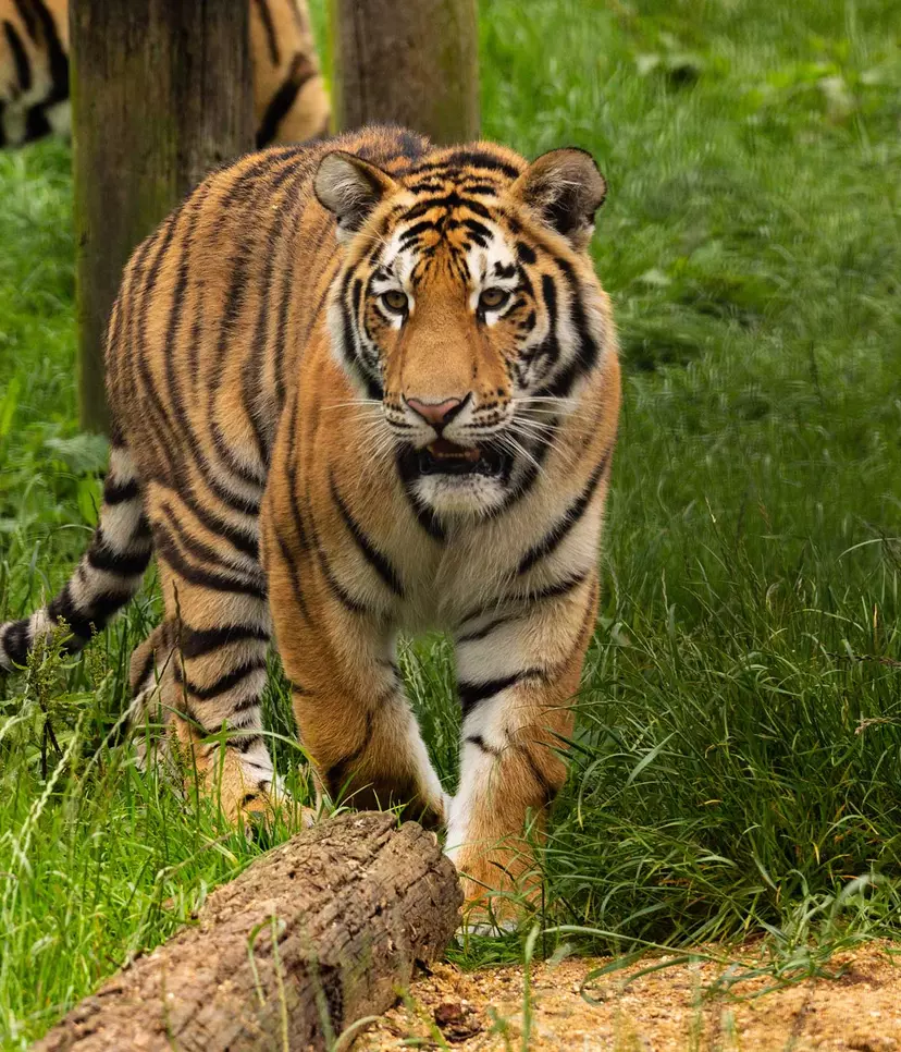 Meet the tigers | Whipsnade Zoo